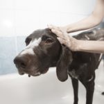 Salon de toilettage canin : bien se préparer avant l'ouverture