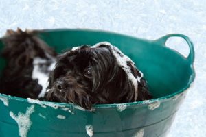 Salon de toilettage canin : bien se préparer avant l'ouverture